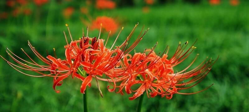 盛开于秋季的美丽花卉——彼岸花（彼岸花的开花时间、生长环境及特点）