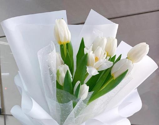 白色郁金香的花语（花开清晨，美丽如雪；如此纯白，寄托心愿）