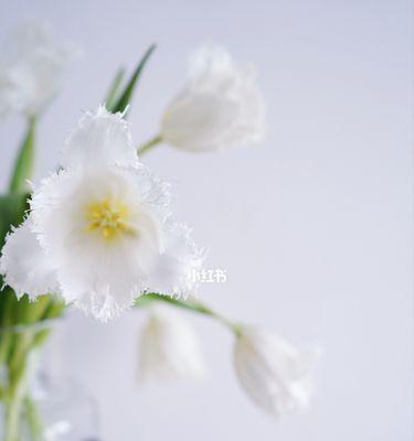 白色郁金香的花语与寓意（揭开白色郁金香的象征意义和心灵之美）