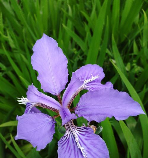 白色鸢尾花与紫色鸢尾花的花语（探寻花朵背后的情感世界）