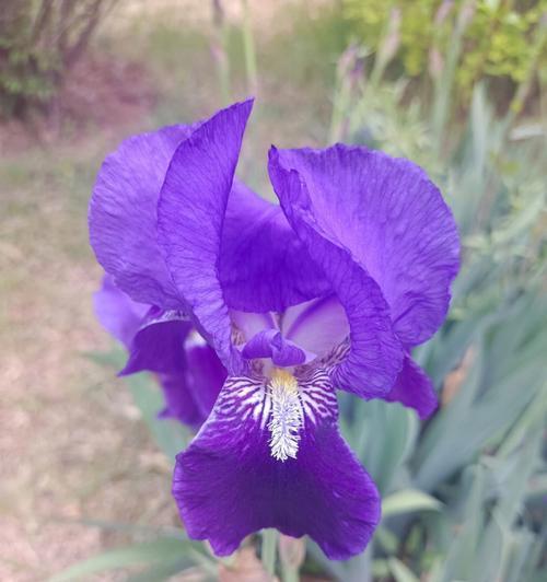 白色鸢尾花与紫色鸢尾花的花语（探寻花朵背后的情感世界）