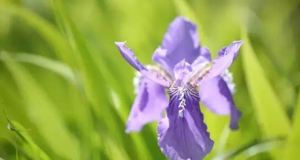 白色鸢尾花与紫色鸢尾花的花语（探寻花朵背后的情感世界）