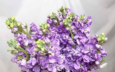 白色紫罗兰的花语与寓意（揭示白色紫罗兰的神秘魅力，解读它的花语）
