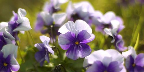 白色紫罗兰的花语与寓意（揭示白色紫罗兰的神秘魅力，解读它的花语）