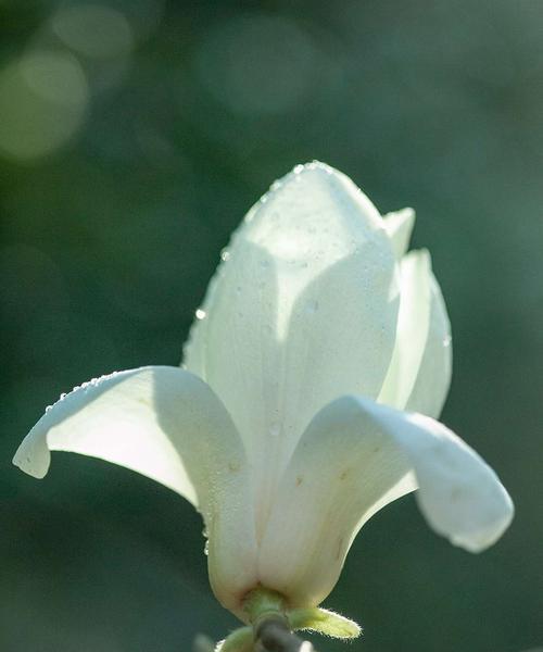 白玉兰的花语（探究白玉兰的花语及其象征意义）