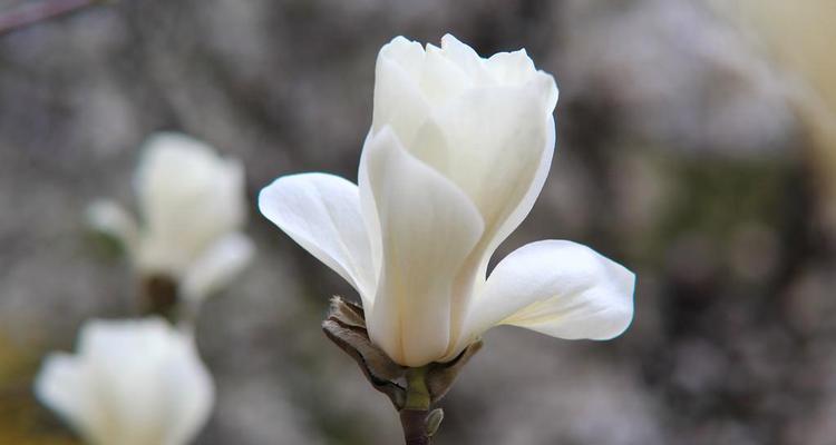 白玉兰花的寓意与传承（绽放纯净之美，传承文化之花）