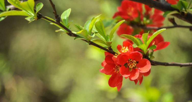 海棠花的栽培技巧（掌握这些方法，让你的海棠花盛开无比）