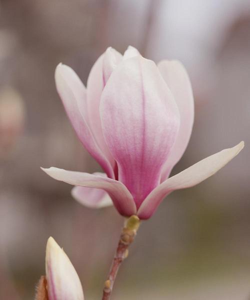 白玉兰花语（探寻白玉兰花的花语内涵，传递美丽与纯净）