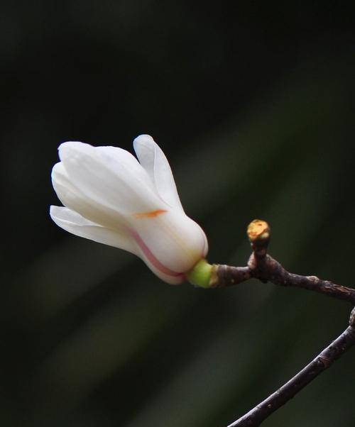 白玉兰花语（探寻白玉兰花的花语内涵，传递美丽与纯净）