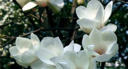 白玉兰花的美丽与寓意（探寻白玉兰花的象征意义）