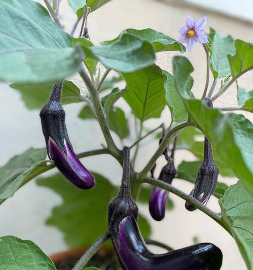 茄子种植技术详解（从种子选择到收获，让你轻松打造茄子丰收园）