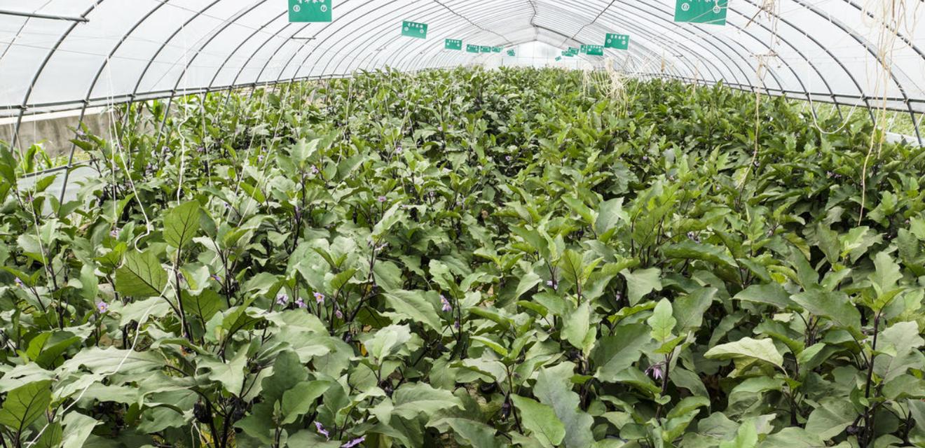 茄子种植技术详解（从种子选择到收获，让你轻松打造茄子丰收园）
