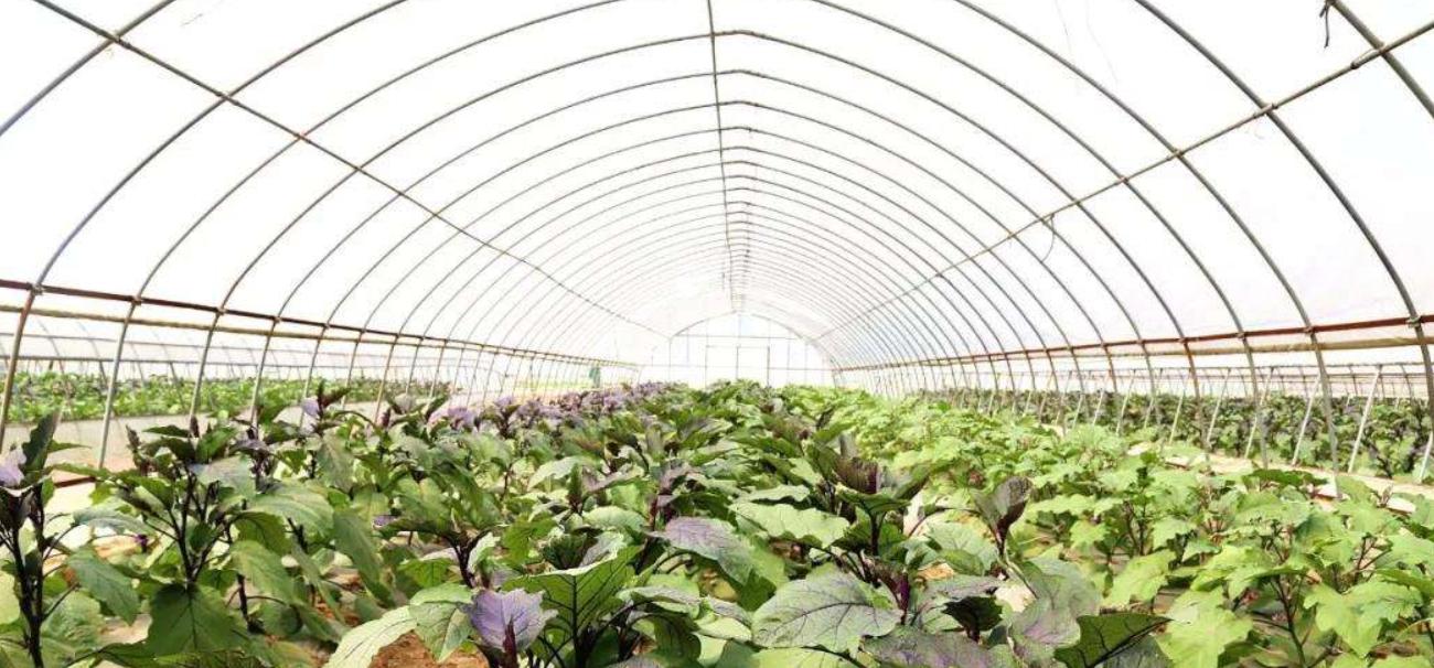 茄子种植技术详解（从种子选择到收获，让你轻松打造茄子丰收园）