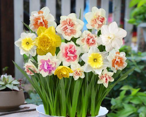 水仙花水培开花时间详解（水仙花水培的开花时间、方法及注意事项）