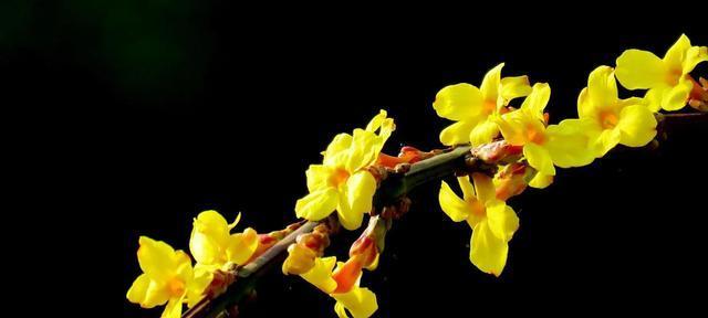 迎春花开花时间及其特点（春天的先锋，开花时间、花期、颜色与特点）