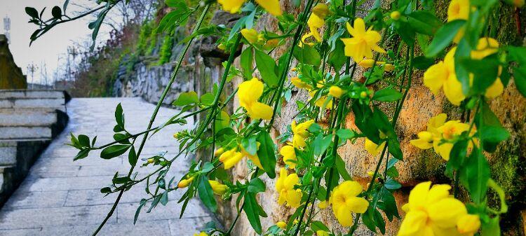 迎春花开花时间及其特点（春天的先锋，开花时间、花期、颜色与特点）