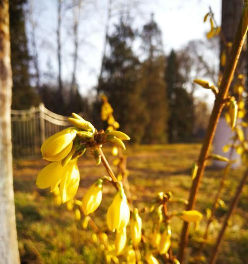 迎春花开花时间及其特点（春天的先锋，开花时间、花期、颜色与特点）