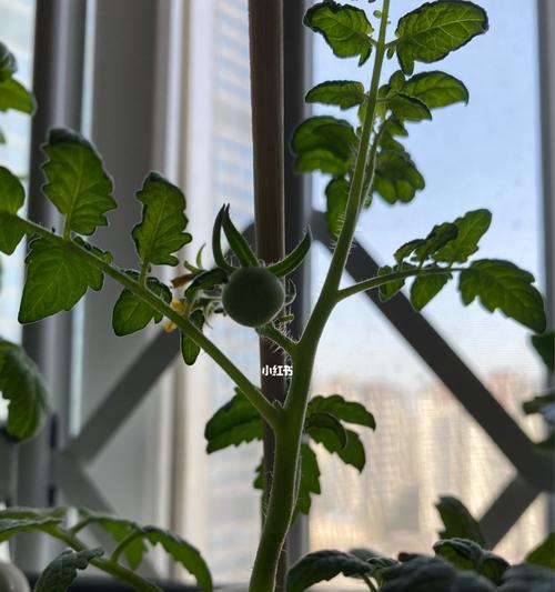 阳台种圣女果的完整指南（从选种到丰收的全过程，让你轻松成为圣女果种植专家）