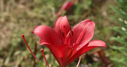 百合花（探索百合花的特点和象征意义）