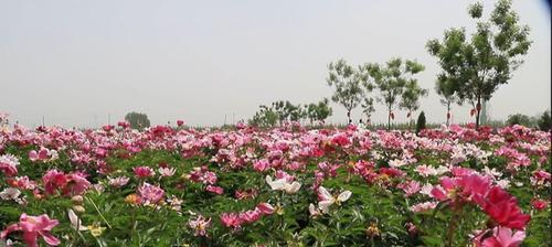 如何种植芍药花（芍药花的生长环境和栽培要点）