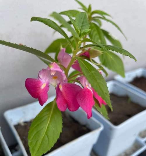 凤仙花开花时间多长？（研究凤仙花开花的生长周期）