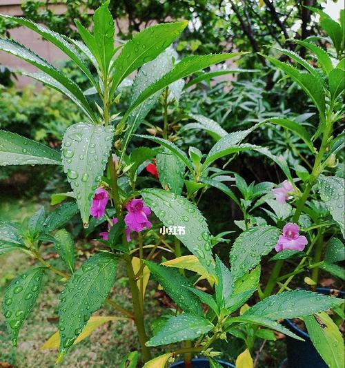 凤仙花开花时间多长？（研究凤仙花开花的生长周期）