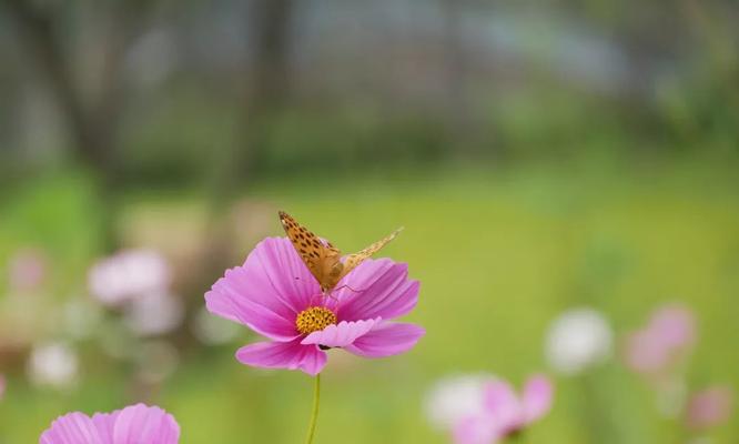 迎春花海盛放春天的八大花卉（赏花指南探寻春天的美丽景色）