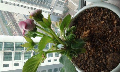 如何种花养花（花卉种植的技巧与方法）