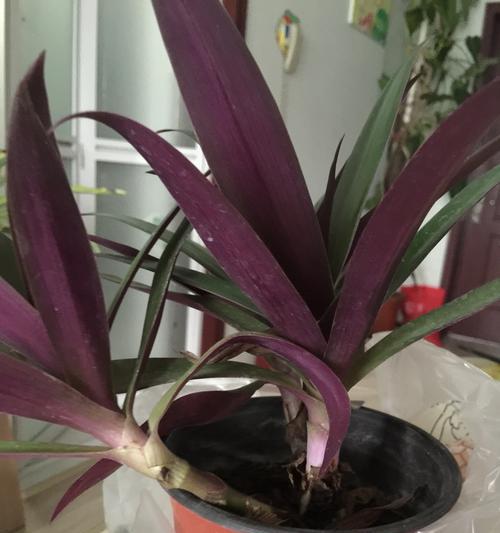 如何种花养花（花卉种植的技巧与方法）