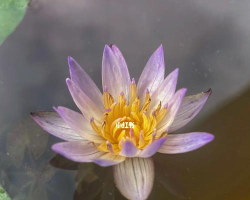 睡莲开花时间分析（揭秘睡莲花季规律，让园艺爱好者了解开花时机）