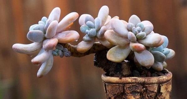 夏季多肉植物护理的技巧（阳光、通风与适度浇水——打造美丽健康的多肉植物）