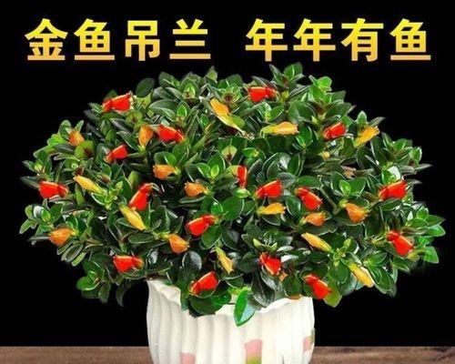 揭秘金鱼吊兰不开花的原因（为什么金鱼吊兰总是不愿开花？）