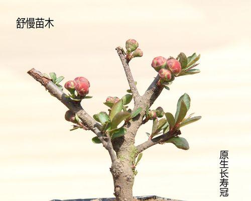 学会这些养殖方法，让你的木瓜海棠盆景更加美丽（掌握养殖技巧，让木瓜海棠盆景生长茂盛健康）