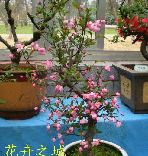 学会这些养殖方法，让你的木瓜海棠盆景更加美丽（掌握养殖技巧，让木瓜海棠盆景生长茂盛健康）