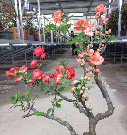 学会这些养殖方法，让你的木瓜海棠盆景更加美丽（掌握养殖技巧，让木瓜海棠盆景生长茂盛健康）