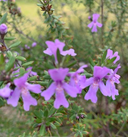 百里香花语（香气迷人，疗愈身心，悦动心灵的神奇百里香）