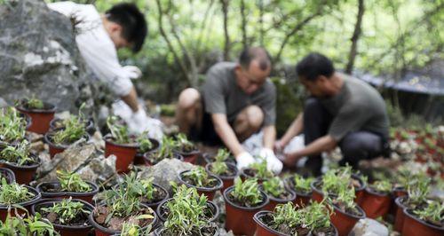 铁皮石斛的种植技巧（打造自家的“石斛林”，让铁皮石斛悄然生长）