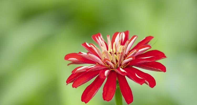 百日菊的花语与寓意（探寻百日菊的花语之美）