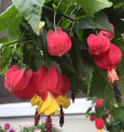 灯笼花的冬季养护方法（如何让灯笼花在冬天生长茂盛？）
