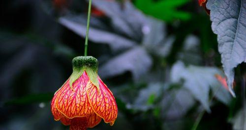 灯笼花的冬季养护方法（如何让灯笼花在冬天生长茂盛？）