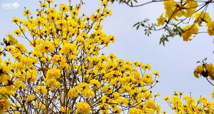 黄花风铃木生长速度与栽培技巧（掌握关键方法，让黄花风铃木健康成长）