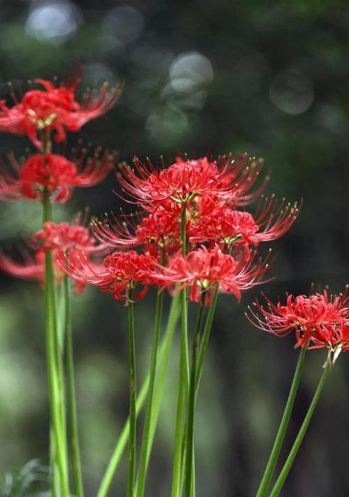 彼岸花的花语和象征意义（揭示彼岸花的神秘与魅力，解读其蕴含的深刻寓意）