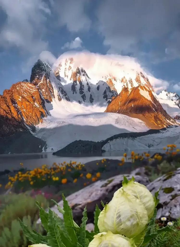 传说中的雪莲花（三个神秘的故事、花海探秘之旅）