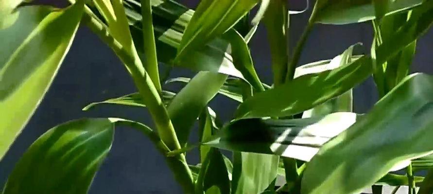 如何养护富贵竹，使其既粗又美观（富贵竹的养护技巧和注意事项）