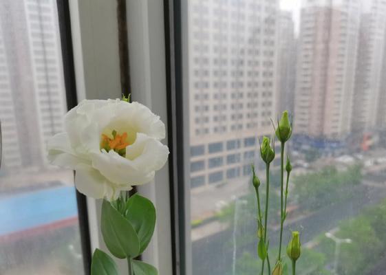 洋桔梗种植方法（全面解析种植、繁殖、管理、病虫害防治、采摘等要点）