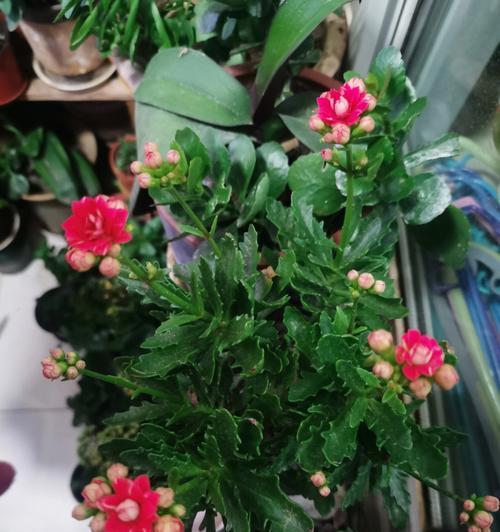 四月绽放，花开瑰丽（迎接春天，欣赏鲜花的盛宴）