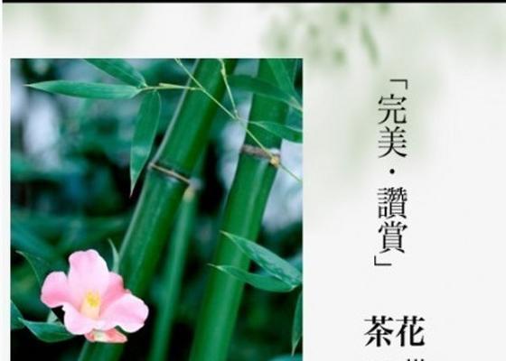 碧玉兰的花语与文化背景（探索碧玉兰之美，传承文化之意）