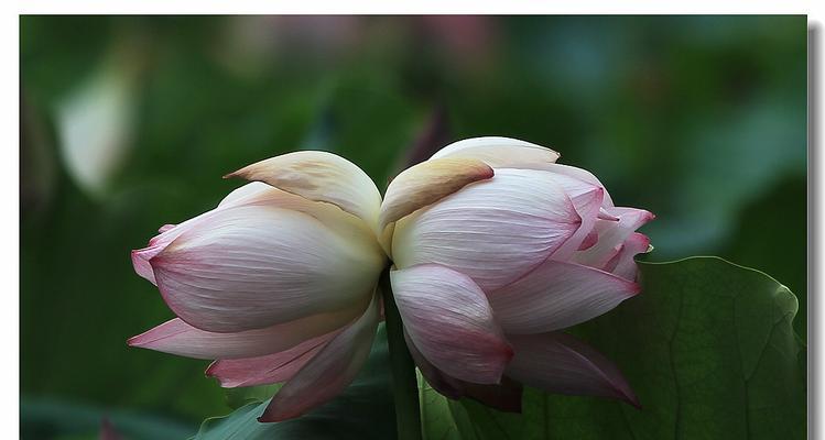 并蒂莲花（并蒂莲花语的深刻内涵与人生启示）