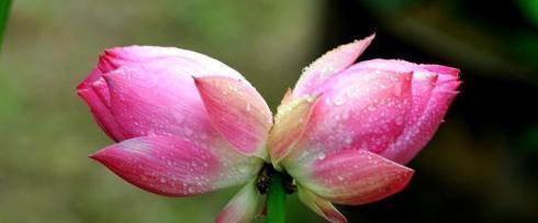 并蒂莲花（并蒂莲花语的深刻内涵与人生启示）