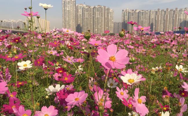 以波斯菊的花语波斯菊的传说（揭秘波斯菊的花语及其源起）